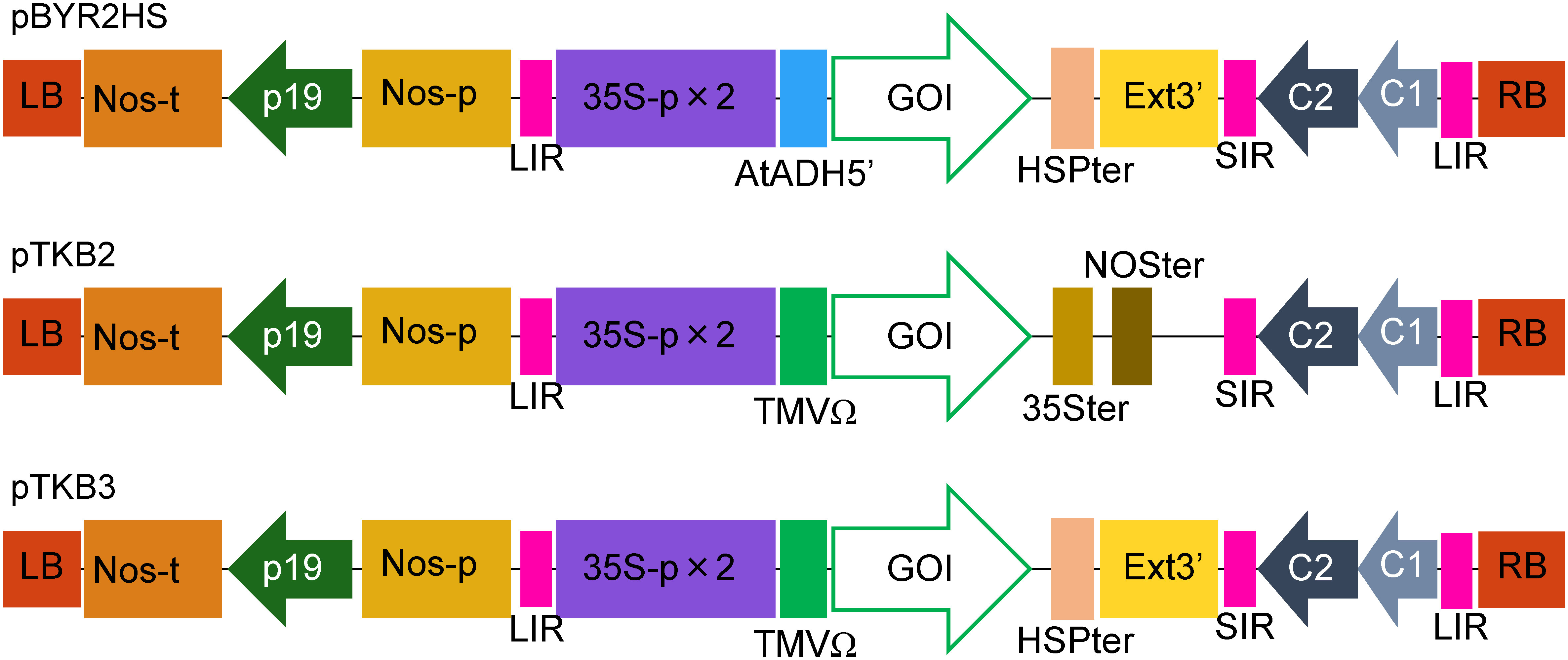 Figure 1. Schematic representation of the T-DNA regions of plasmids pBYR2HS, pTKB2, and pTKB3. pBYR2HS is a previously produced vector (Yamamoto et al. 2018a). 35S-p×2, CaMV 35S promoter with double-enhanced element; AtADH5′, 5′-untranslated region (UTR) of Arabidopsis thaliana alcohol dehydrogenase gene; TMV Ω, 5′-leader sequence of the tobacco mosaic virus; HSPter, terminator of a heat shock protein gene; Ext3′, tobacco extensin gene 3′ element; 35Ster, terminator of CaMV 35S; NOSter, NOS terminator; LIR, long intergenic region of the bean yellow dwarf virus (BeYDV) genome; SIR, short intergenic region of the BeYDV genome; C1/C2, BeYDV ORFs C1 and C2 encoding for replication initiation protein (Rep) and RepA, respectively; LB and RB, the left and right borders of the T-DNA region, respectively; Nos-p and Nos-t, NOS promoter and terminator, respectively; p19, a gene-silencing suppressor gene from the tomato bushy stunt virus; GOI, gene of interest.