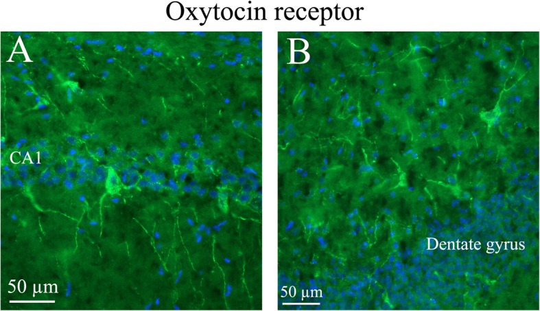 Fig. 12