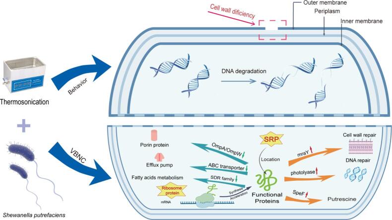 graphic file with name ga1.jpg