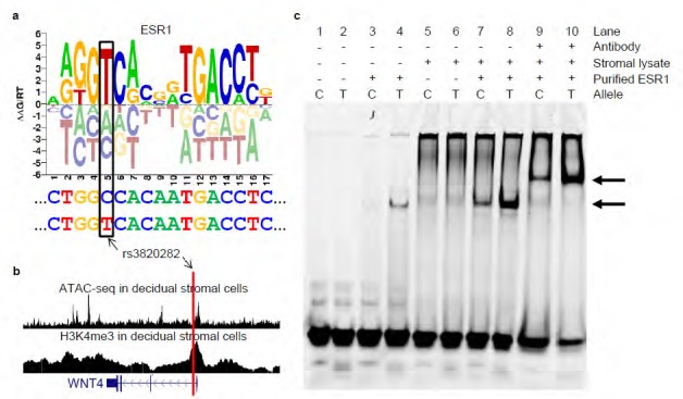 Figure 2. ESR1 binding at the WNT4 locus.