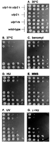 FIG. 5
