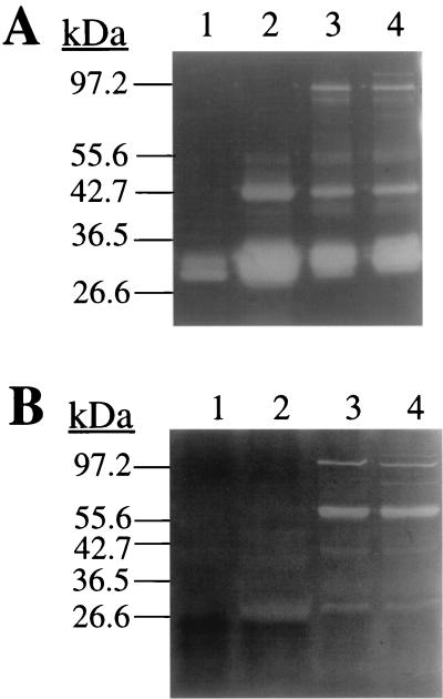 FIG. 6