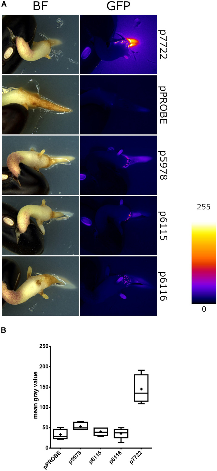 FIGURE 4