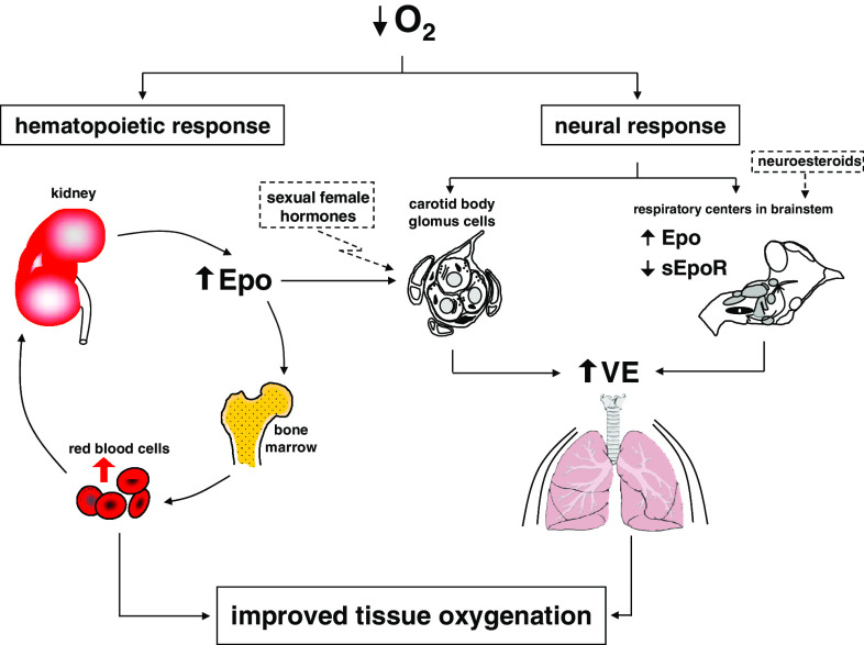 Fig. 3