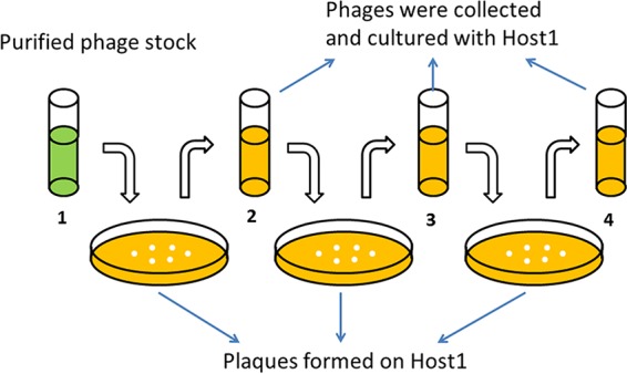 FIG 3