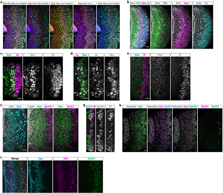 Extended Data figure 4: