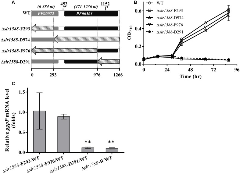 FIGURE 3