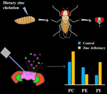 graphic file with name CBIC-21-2755-g005.jpg