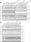 Figure 1—figure supplement 6.