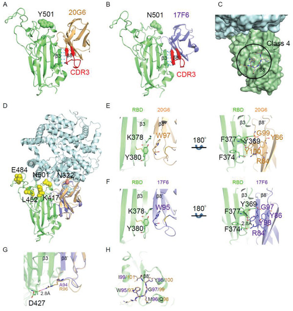 A Class of Shark‐Derived Single‐Domain Antibodies can Broadly ...