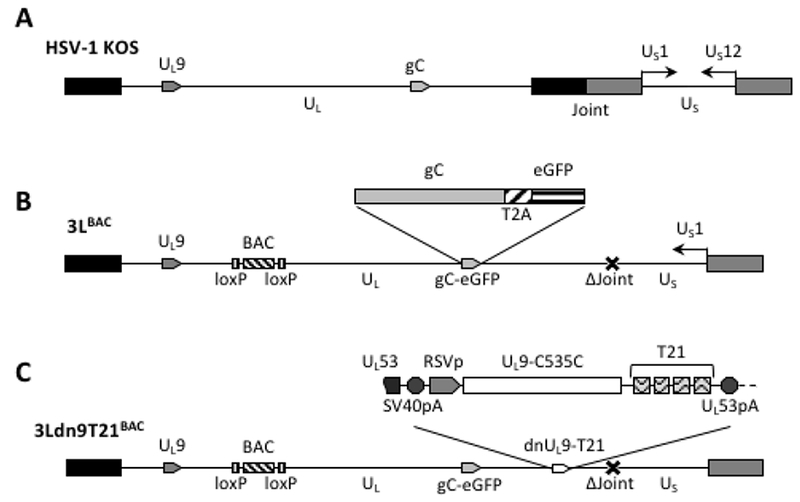 Figure 3: