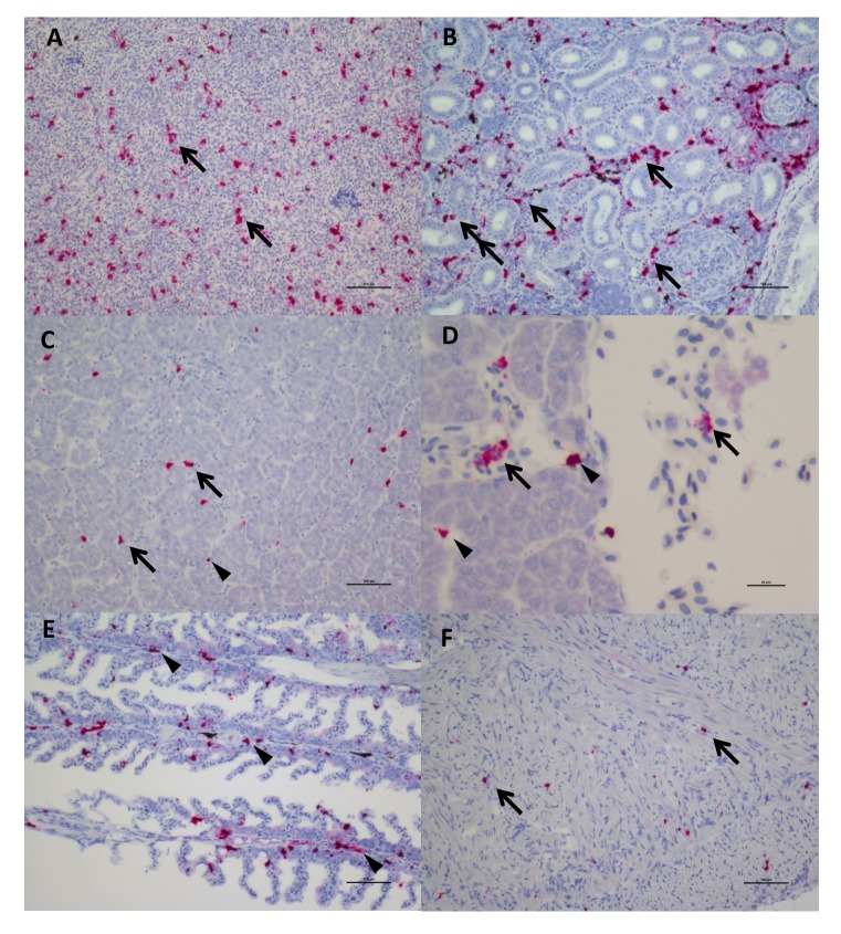 Figure 3—figure supplement 1.