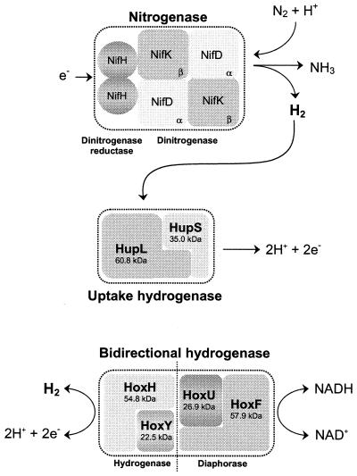 FIG. 1.