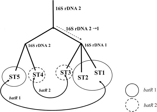 FIG. 2.