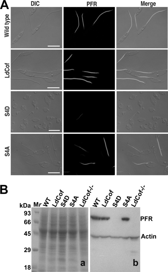 Fig 6