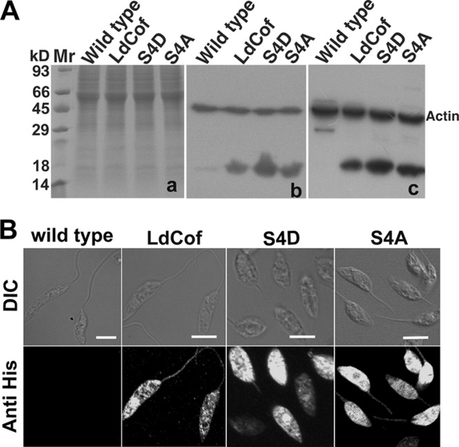 Fig 4