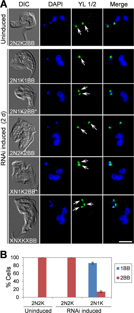 FIG 6