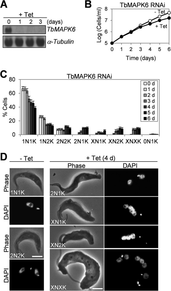 FIG 2