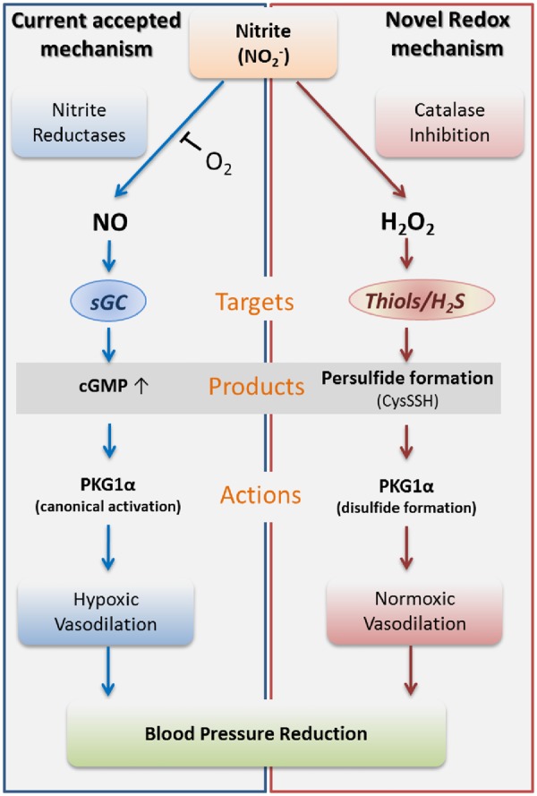 Graphical Abstract