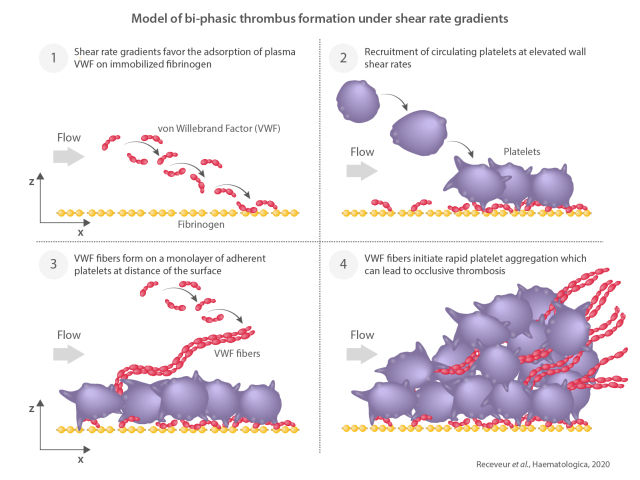 Graphical Abstract