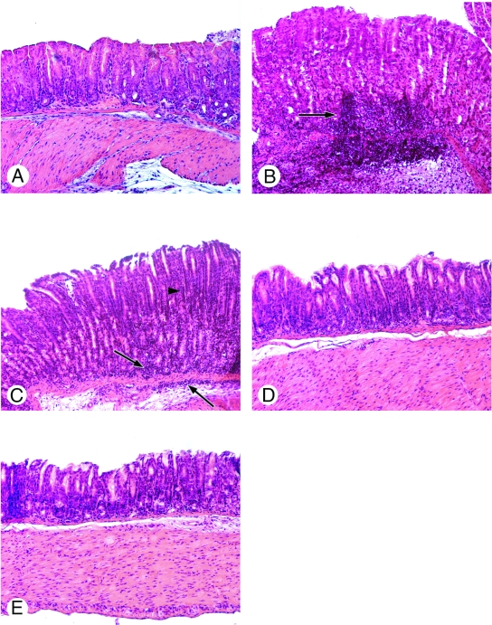 FIG. 5.