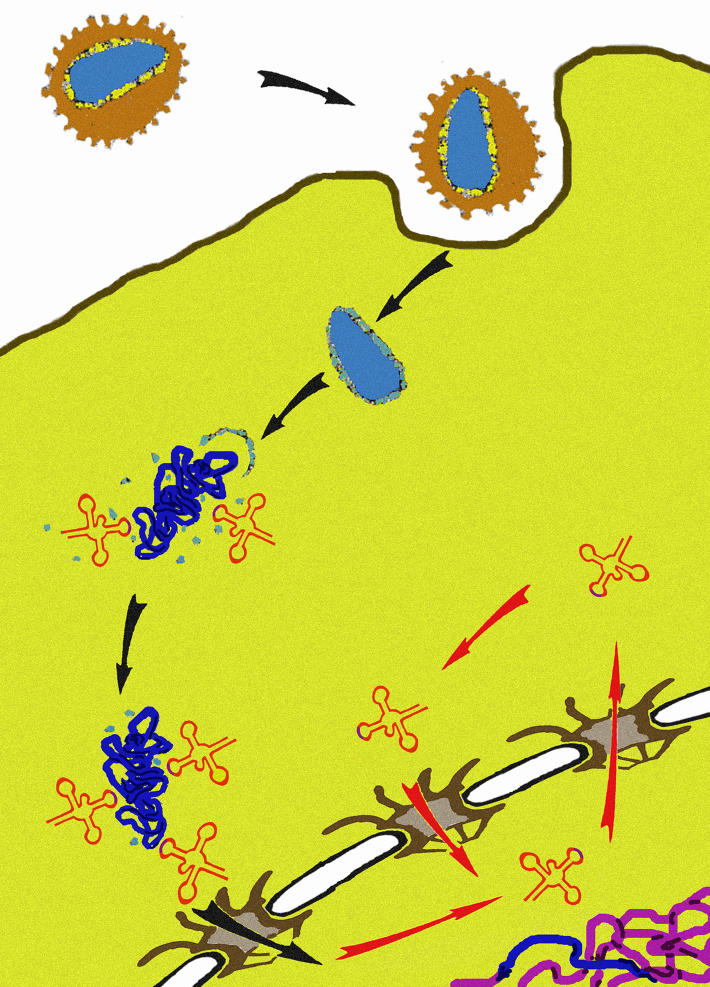 HIV-1 exploits retrograde transport of tRNAs in human cells to promote nuclear import of its reverse transcription complex. (Image: Lyubov Zaitseva)