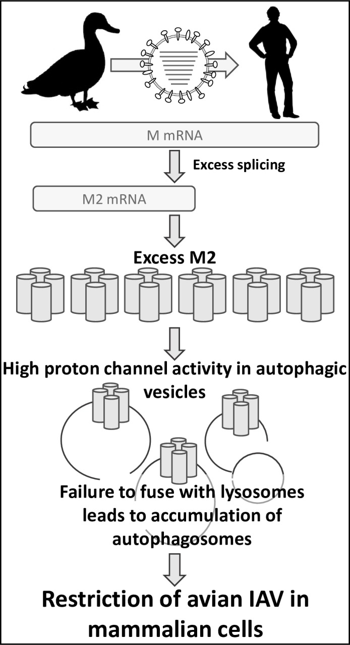 Fig 16