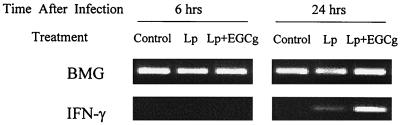 FIG. 5