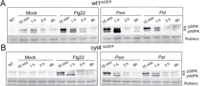 Fig. 6.