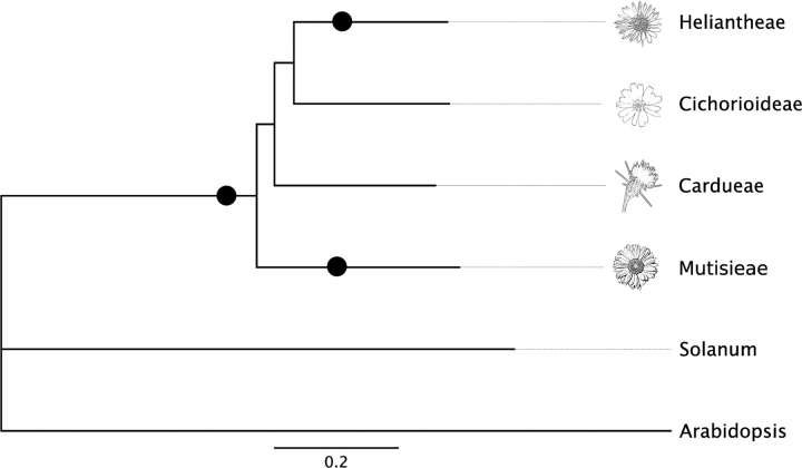 FIG. 2.—