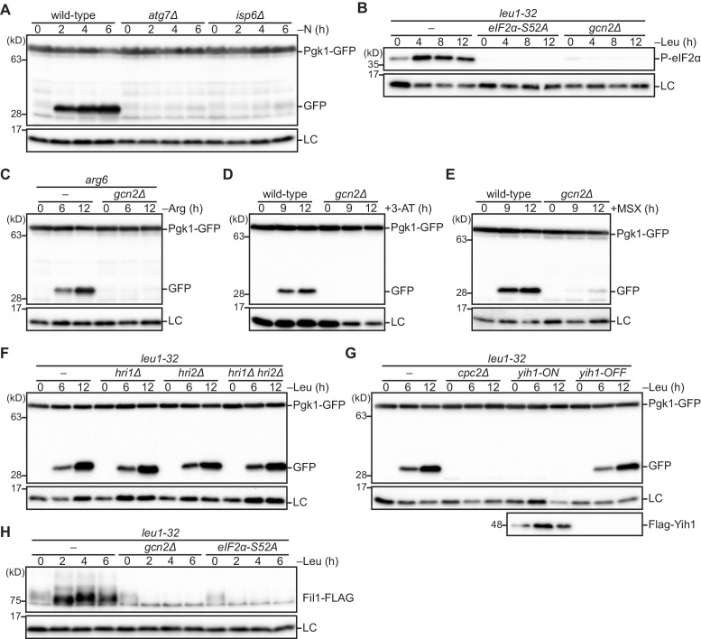 Figure 4—figure supplement 1.