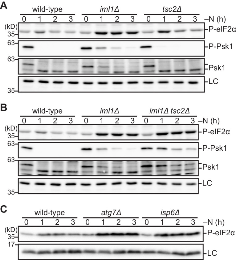 Figure 6—figure supplement 1.