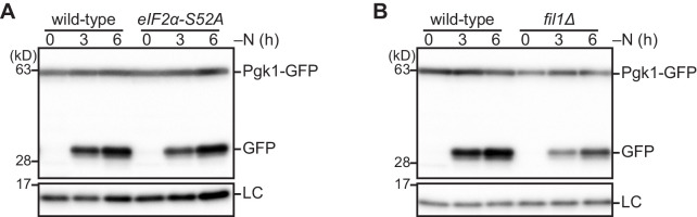 Figure 5—figure supplement 1.