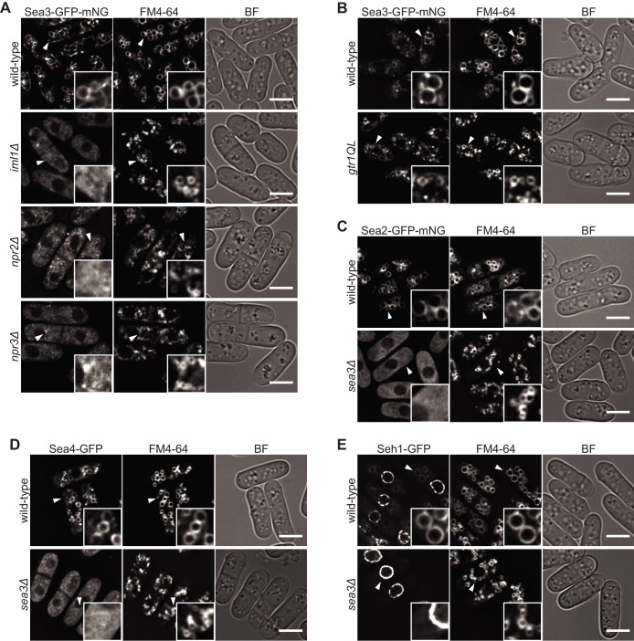 Figure 3—figure supplement 1.