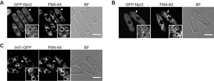 Figure 1—figure supplement 1.