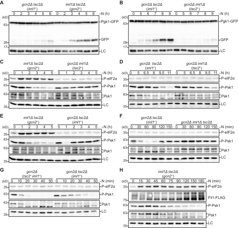 Figure 6—figure supplement 2.