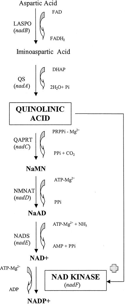 FIG. 1.