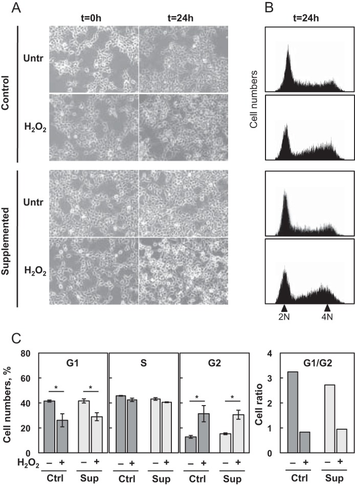 FIGURE 1.