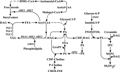 FIGURE 1.