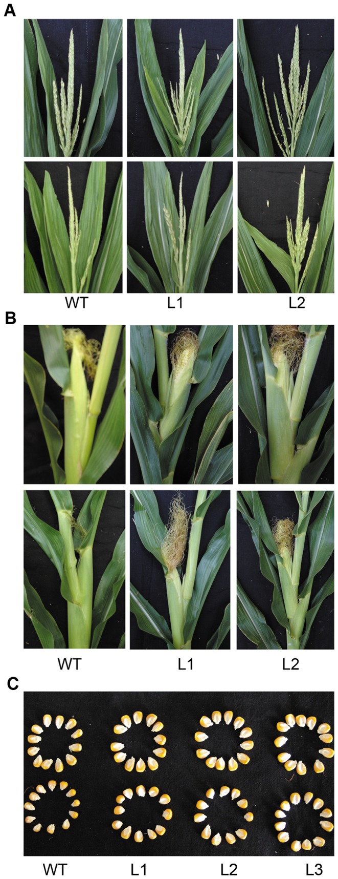 Figure 14