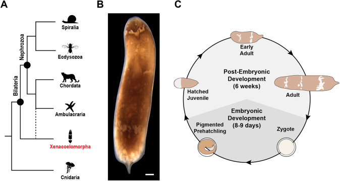 Fig. 1.