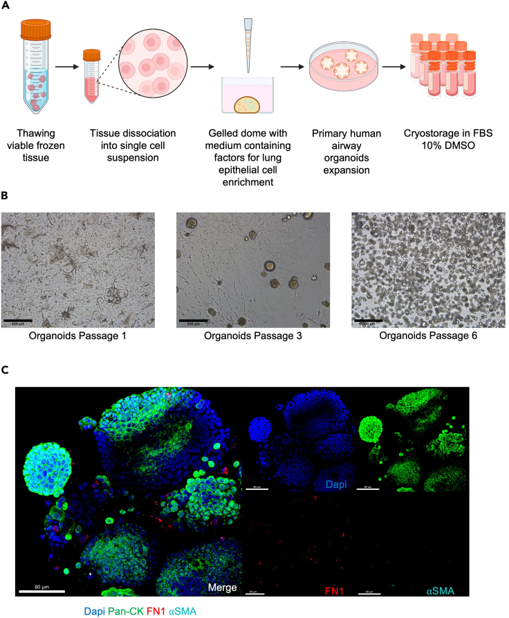 Figure 2