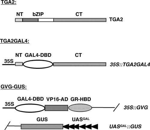 Figure 4.