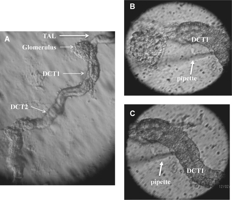 FIGURE 1.