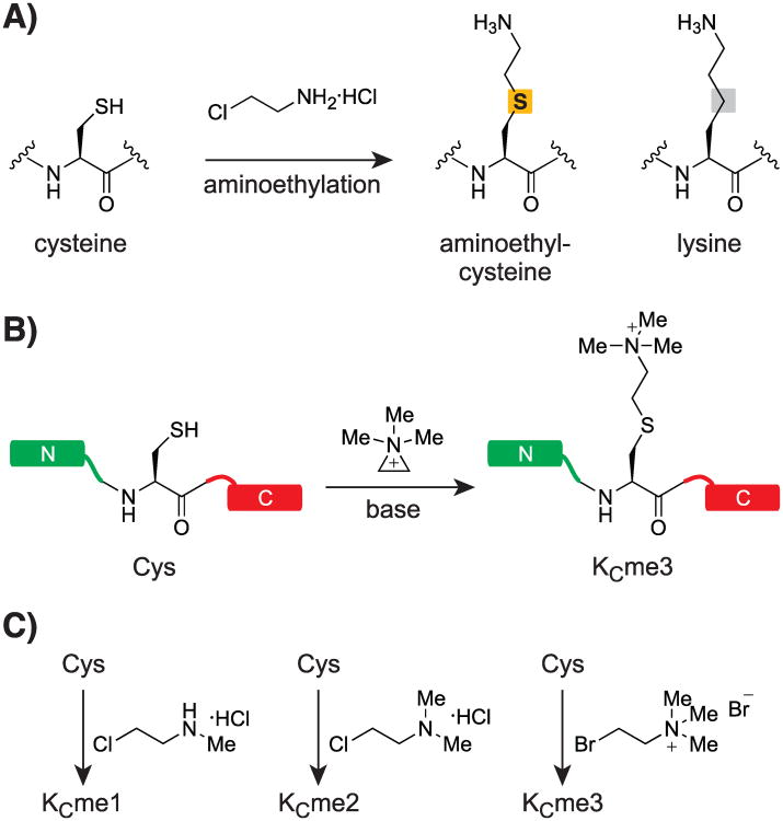 Scheme 3