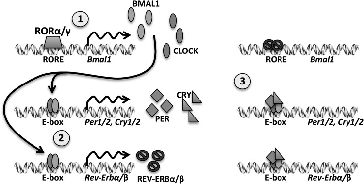 FIG. 2.