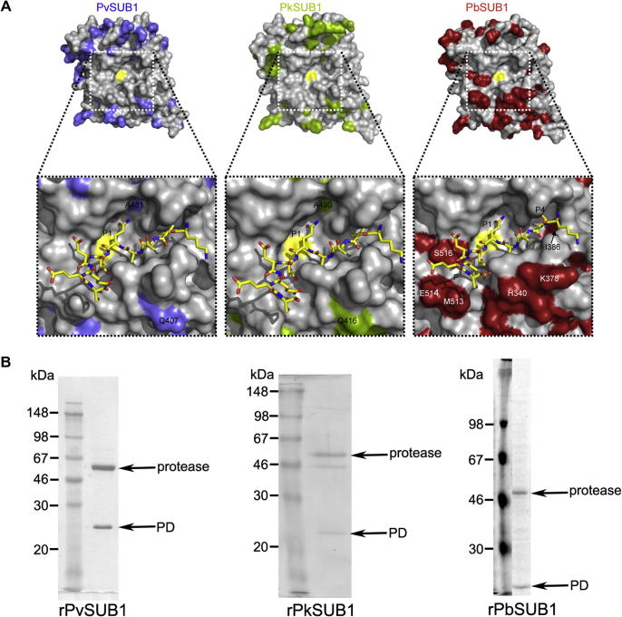 Fig. 7