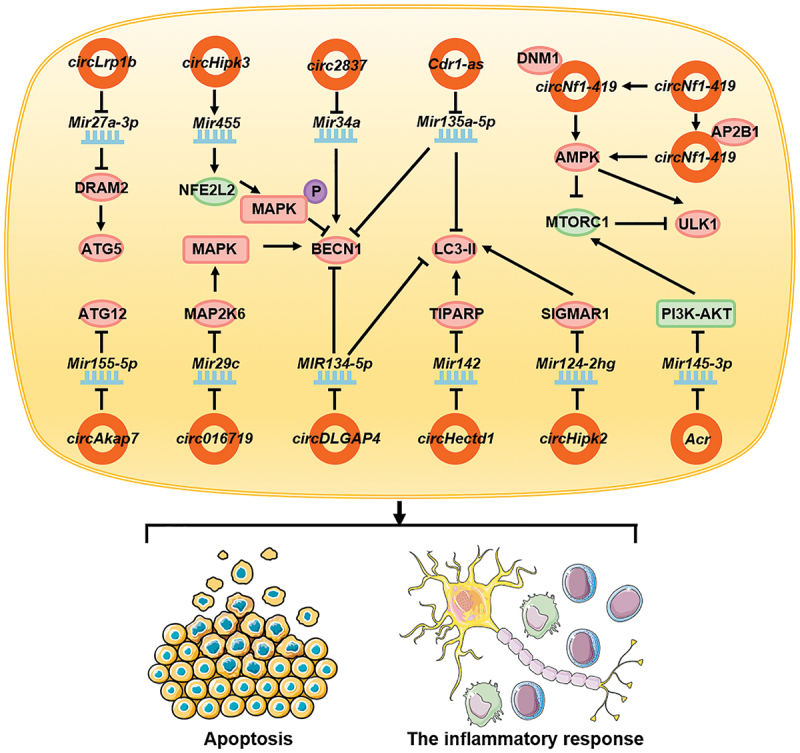 Figure 5.