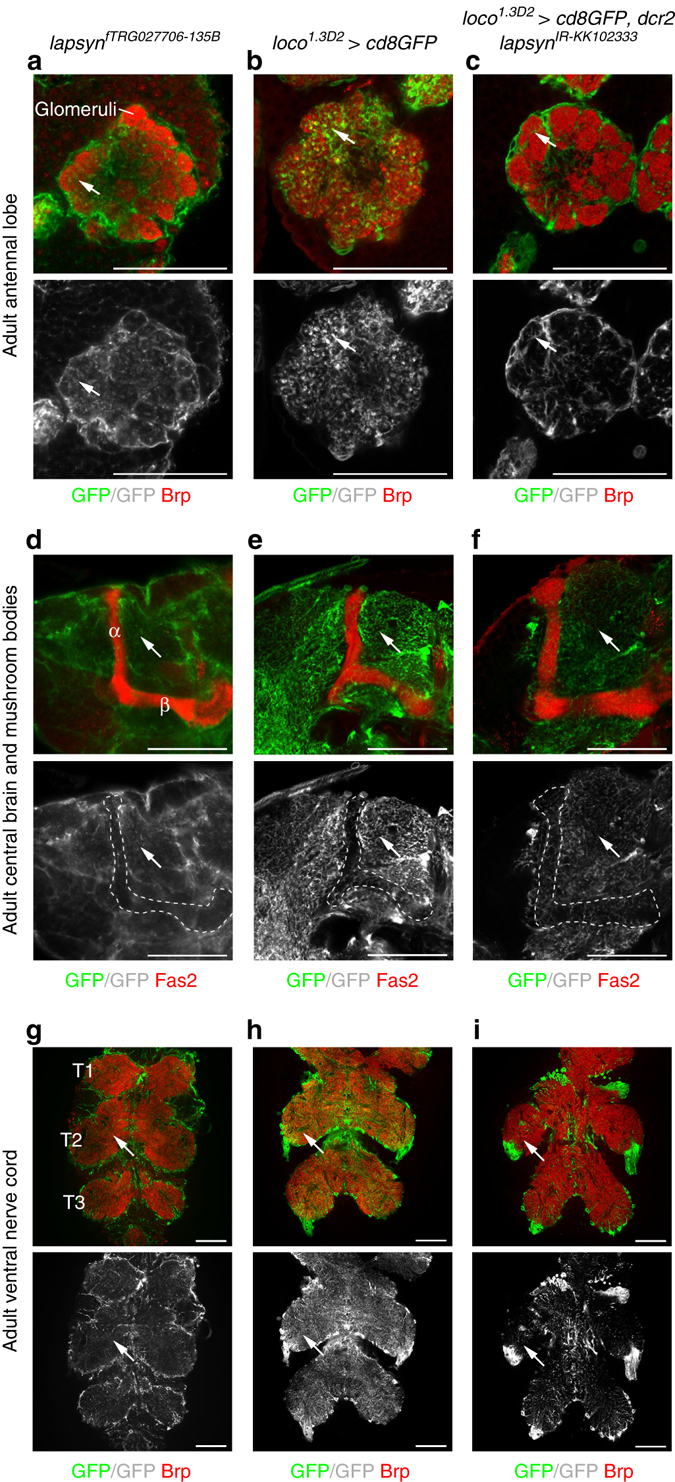 Fig. 9