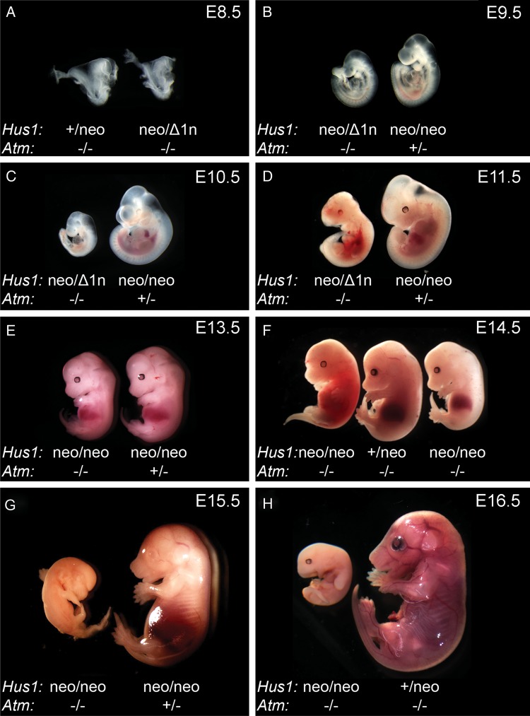 Figure 1.